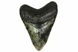 Fossil Megalodon Tooth - North Carolina #146844-1